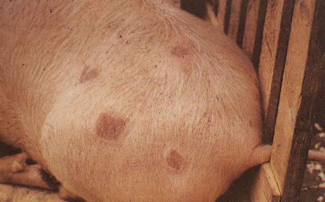 Болезни свиней: виды заболеваний, симптомы, лечение