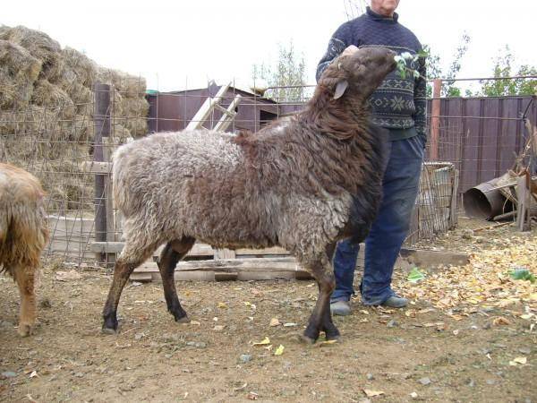 Гиссарская порода овец: особенности и содержание