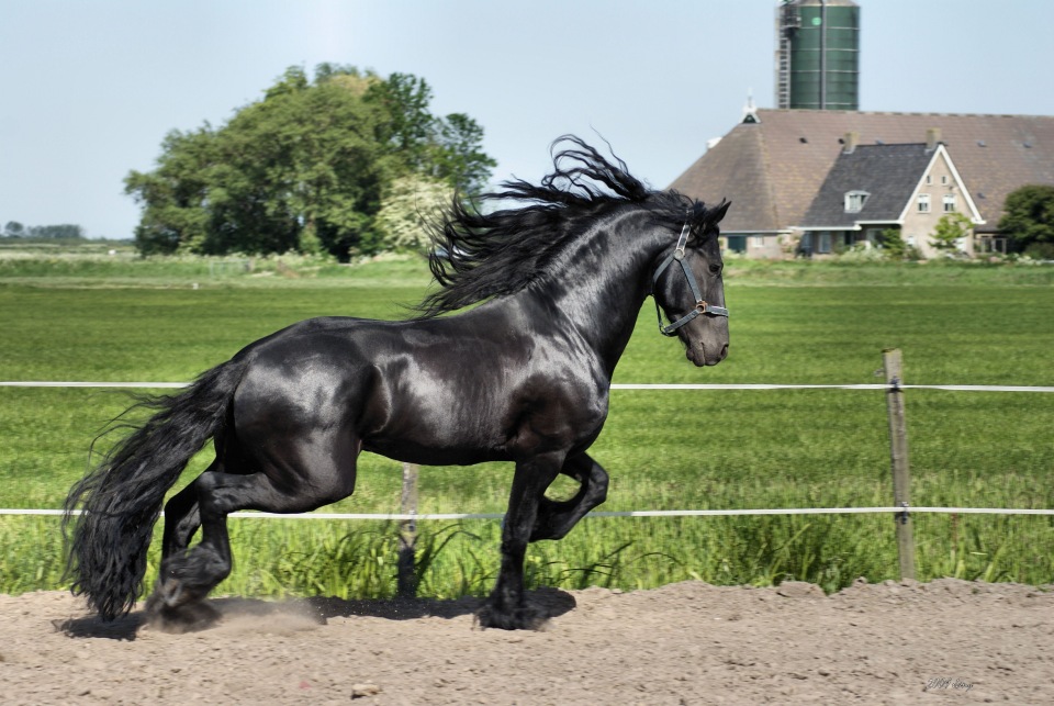 Фризская лошадь: описания и характеристика породы