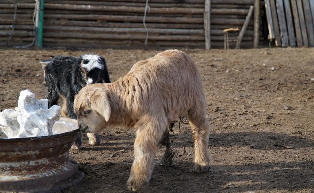 Болезни коз и козлят — симптомы и лечение