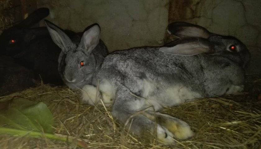 У кролика отказали задние лапы: причины и решение