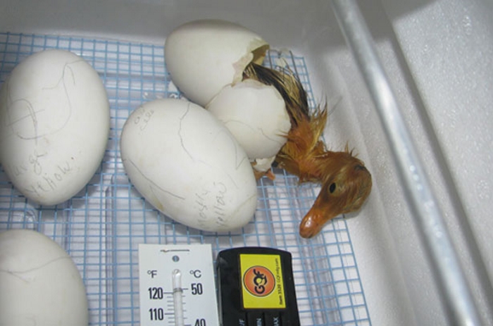 Инкубация павлиньих яиц: что это за процесс, как соблюсти нужный режим в домашних условиях и при какой температуре?