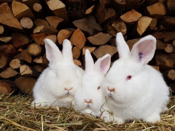 Белые и красные новозеландские кролики: описание породы и фото