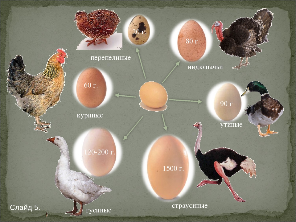 Яйца цесарки: особенности, польза и вред, применение