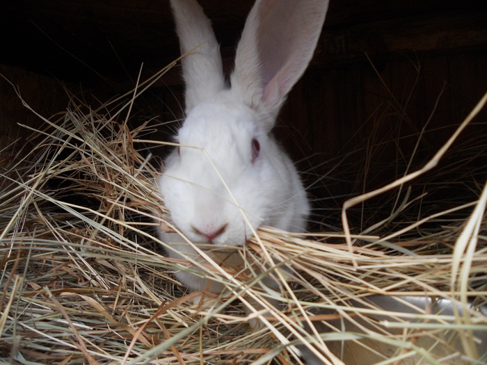 Венский голубой кролик: характеристика порода, фото, правила содержания и разведения, отзывы