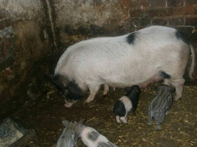 Свиньи кармалы: характеристика, фото, отзывы о породе