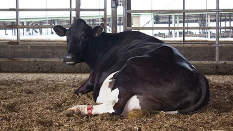 Лечение и предупреждение кетоза у коров