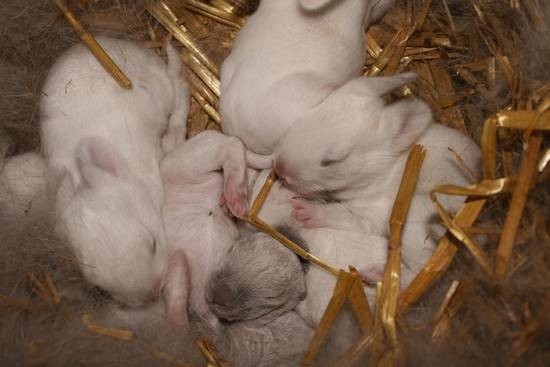 Как выкормить крольчат без крольчихи: искусственное кормление