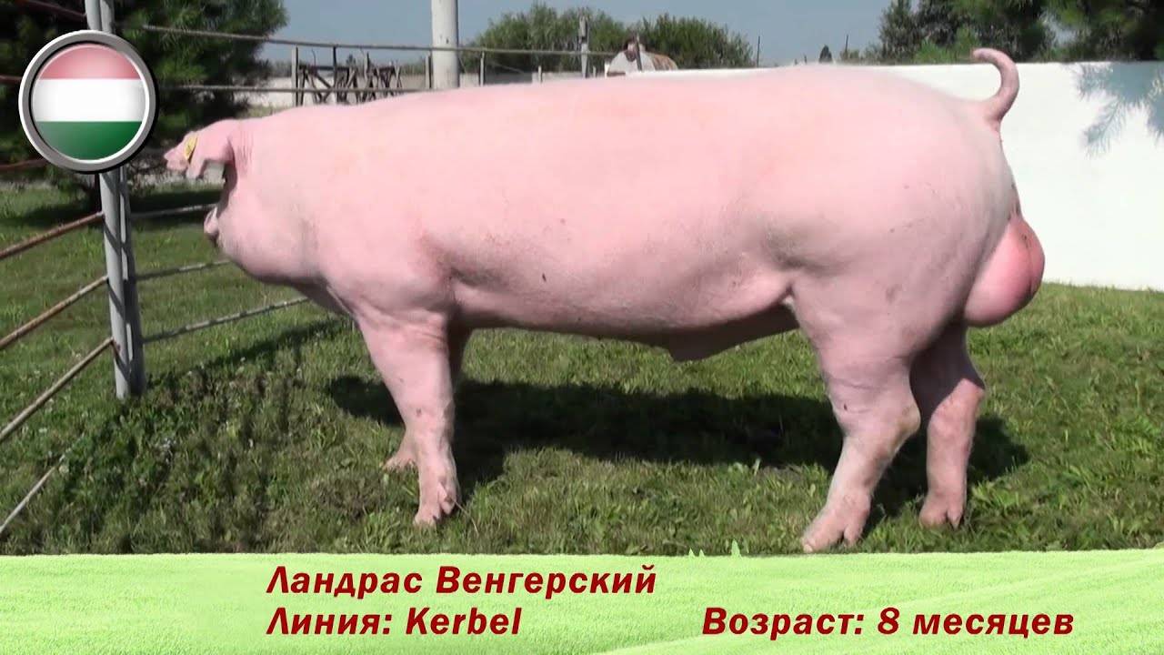 Ландрас порода свиней: характеристика и порядок содержания!
