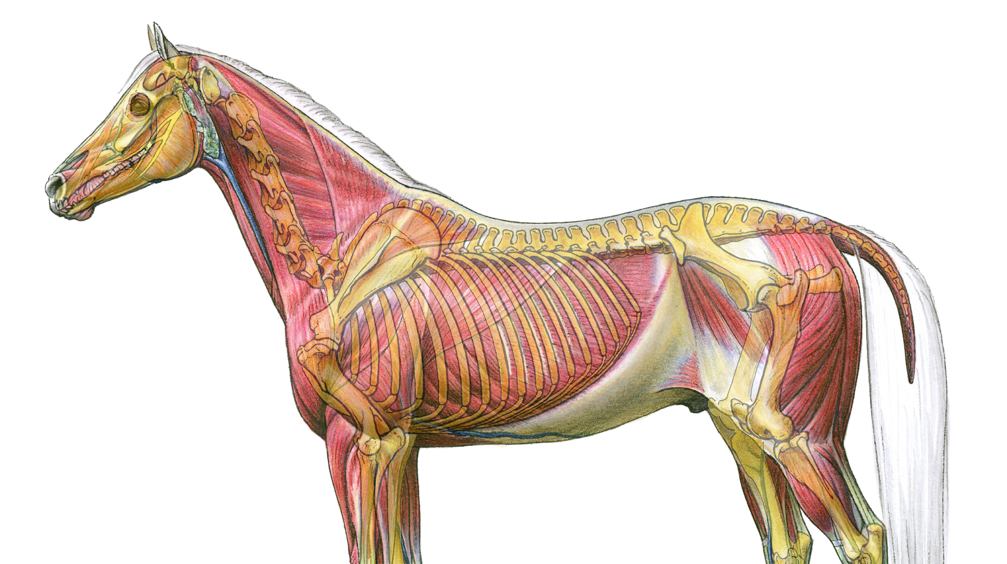 Общая анатомия лошади - все о суставах