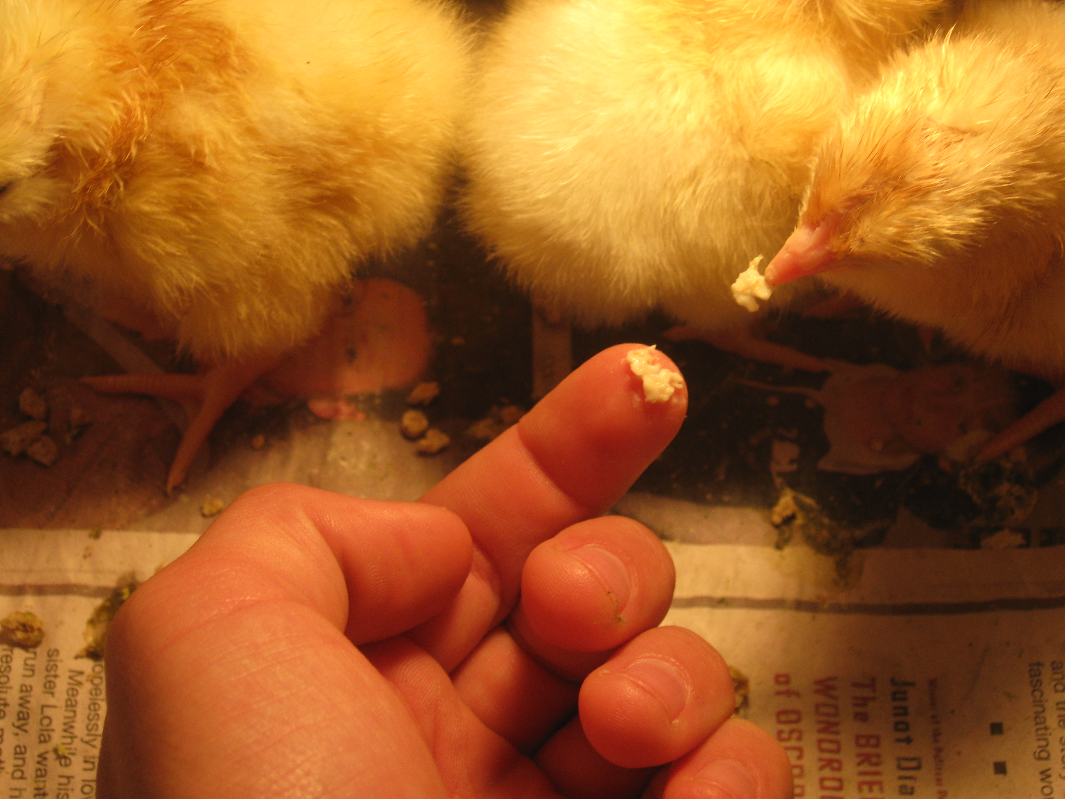 Чем кормить маленьких цыплят в домашних условиях – 3 варианта и советы по рациону ??? | курочка | яндекс дзен