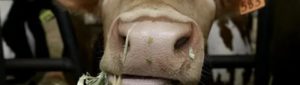 Что делать, если у коровы пропала жвачка - блогфермера