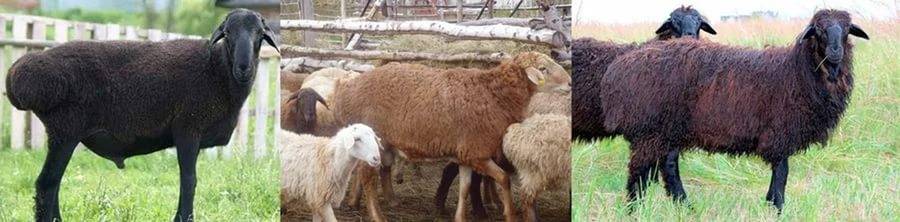 Эдильбаевская порода овец (32 фото): особенности курдючных баранов, содержание и уход за ягнятами, размножение породы