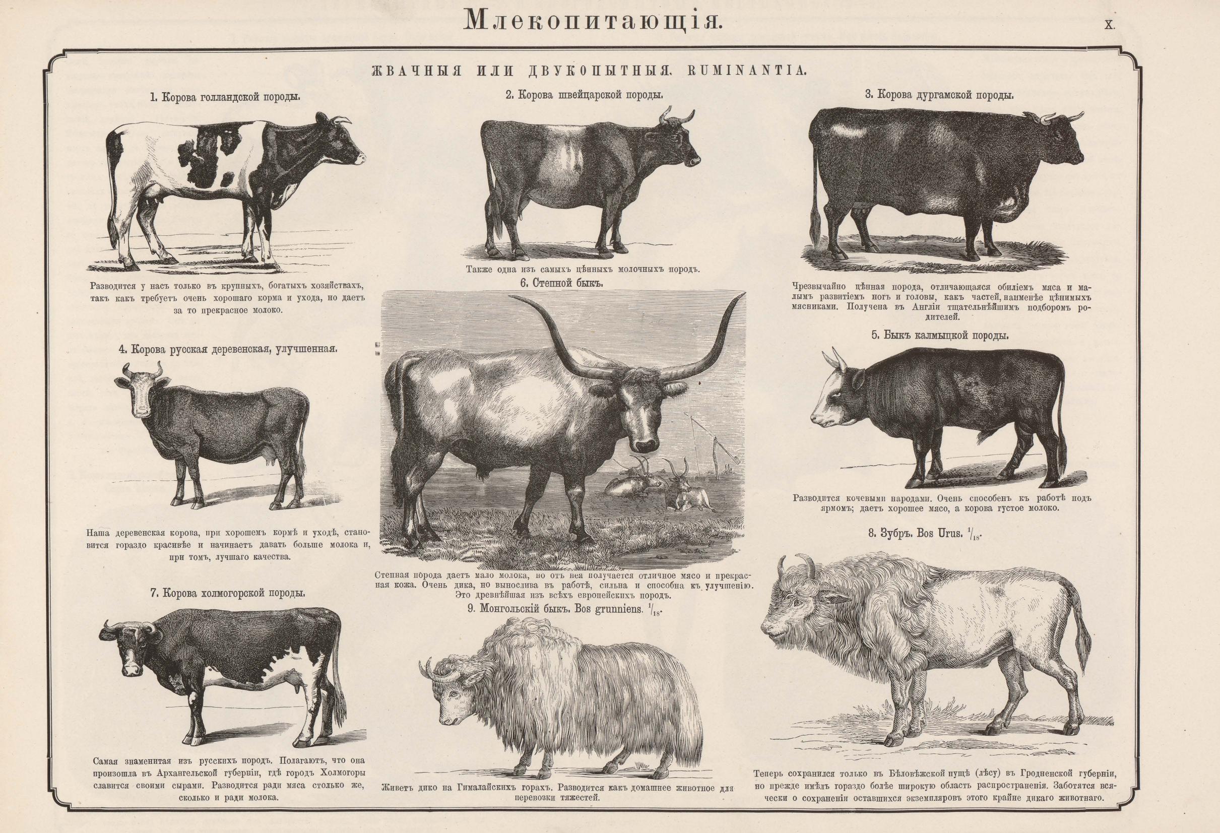 Калмыцкая порода коров: фото, описание, характеристика