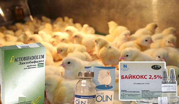 Как давать тетрациклин цыплятам бройлерам дозировка - антибиотик
