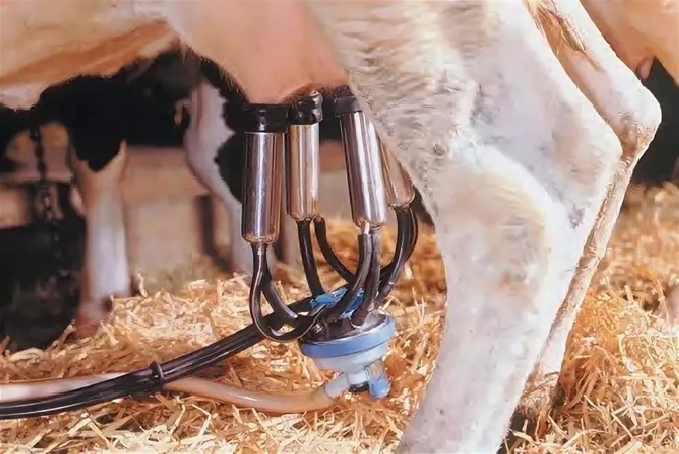 Доильный аппарат для коров: описание, устройство, продуктивность и варианты применения в домашних условиях (видео + фото)