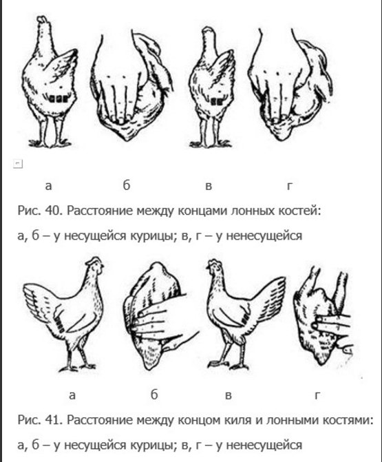 Орловские ситцевые куры — фото и описание породы