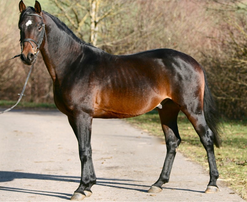 Описание  и особенности ганноверской породы лошадей