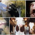 Понос у коровы: лечение в домашних условиях народными средствами. диарея у коров: причины и лечение жидкий стул у коровы после отела