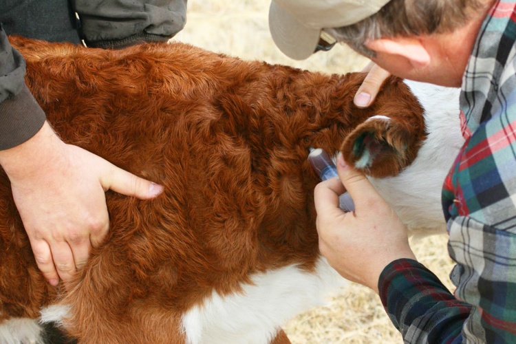 Лептоспироз крупного рогатого скота: диагностические, профилактические мероприятия 2020