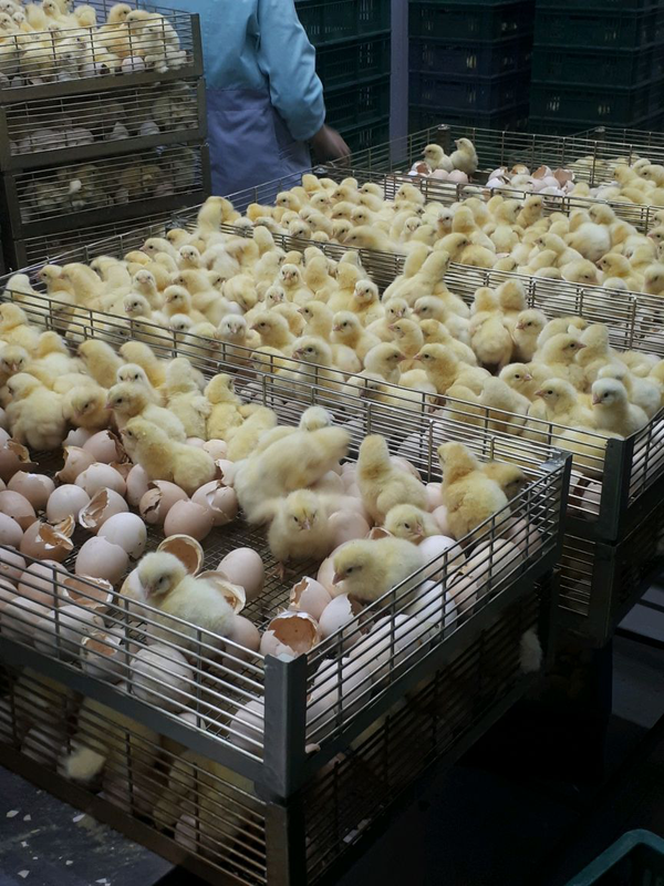 Выращивание бройлерных цыплят в домашних условиях от а до я