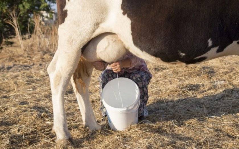 Когда корова дает молоко: почему и откуда берется молоко