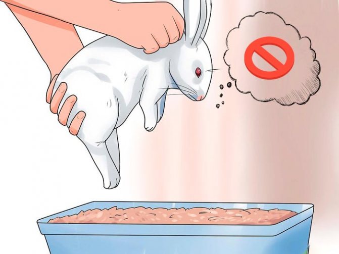 Как приучить кролика к лотку: эффективные методы и полезные рекомендации