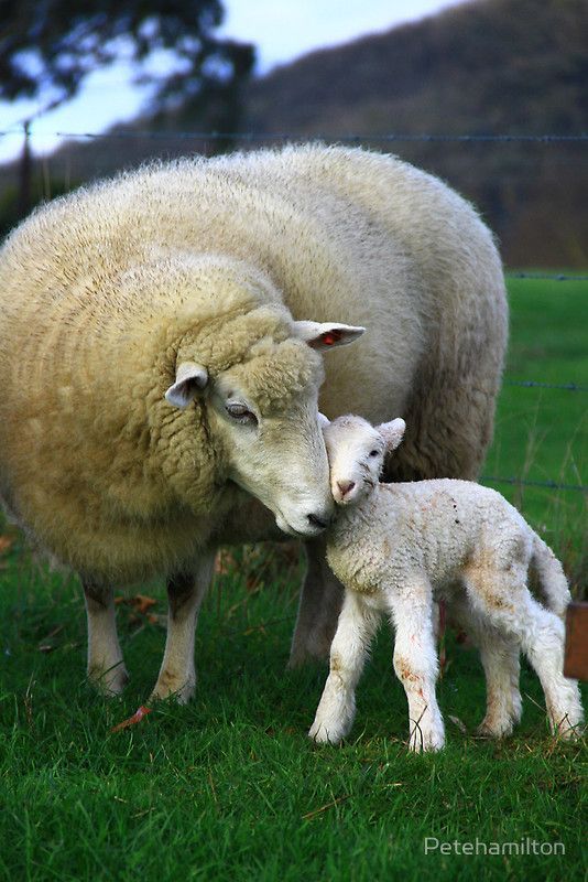 Беременность у овцы: сколько длится, способы определения и советы по уходу