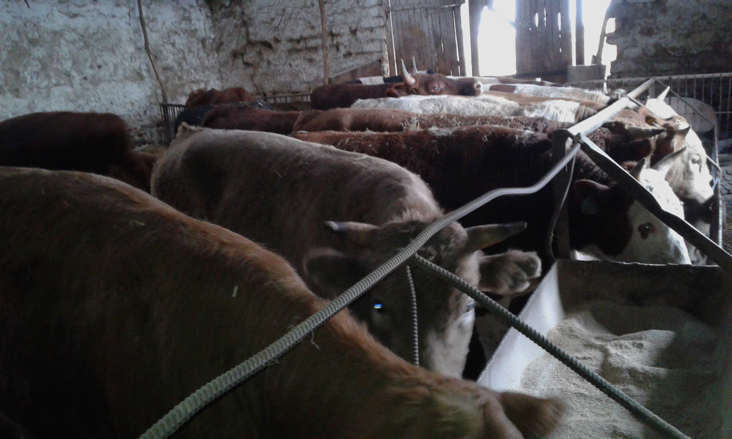 Выращивание и откорм бычков на мясо в домашних условиях