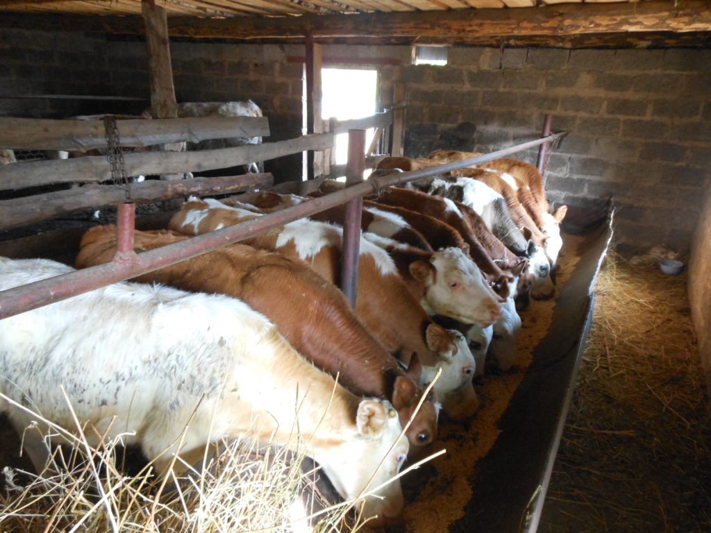 Откорм бычков на мясо: эффективные технологии и особенности ухода