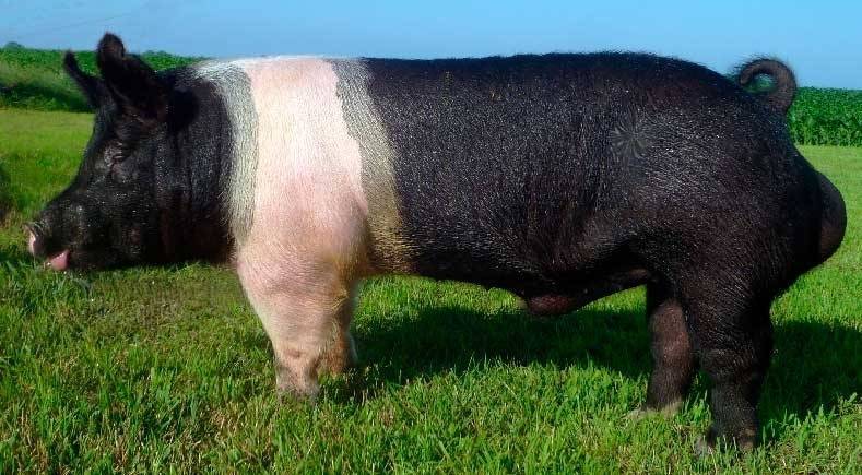 Черные свиньи: породы, характеристика, фото, особенности содержания и ухода