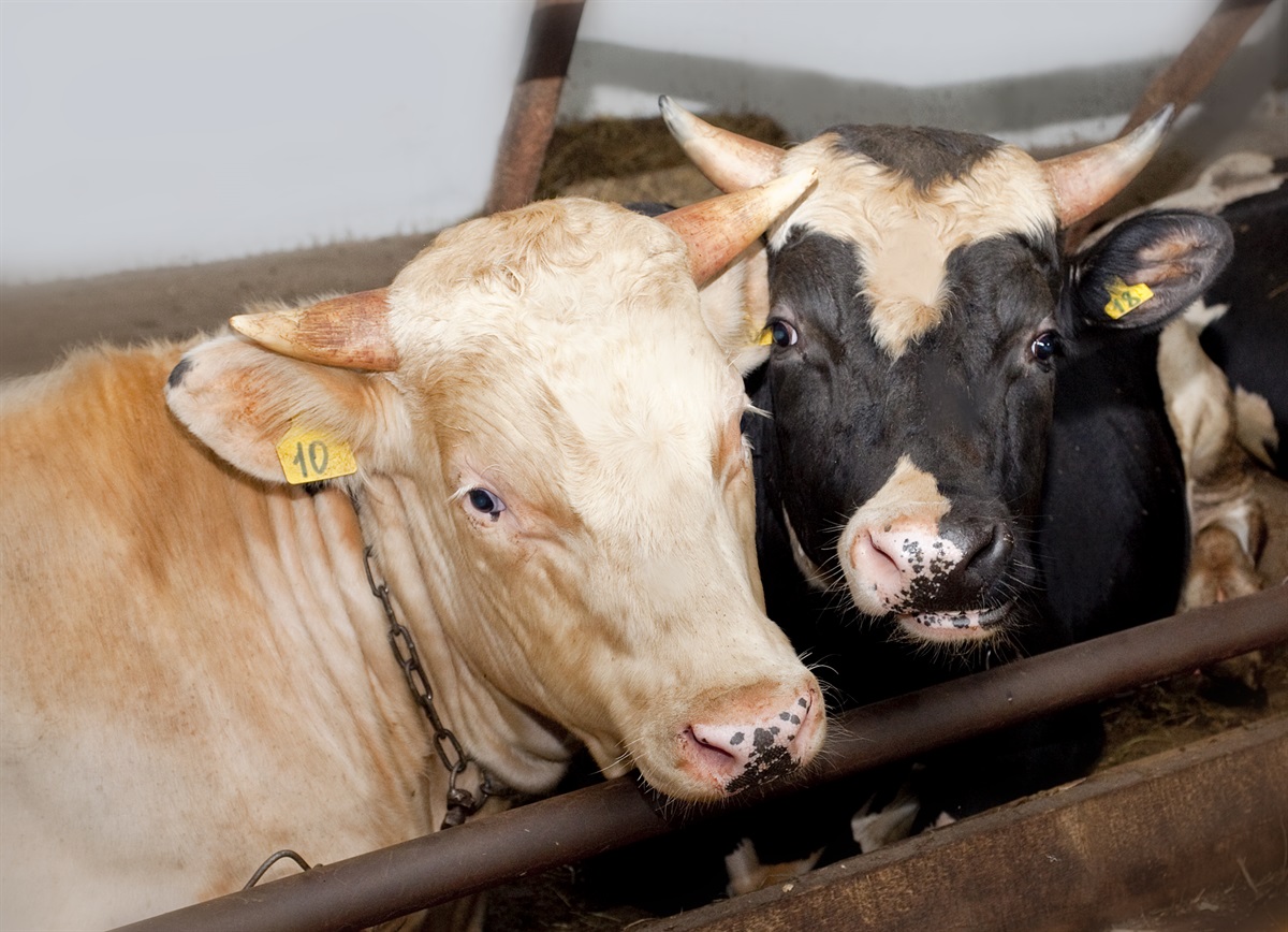 Разведение бычков на мясо: как откормить телят в домашних условиях