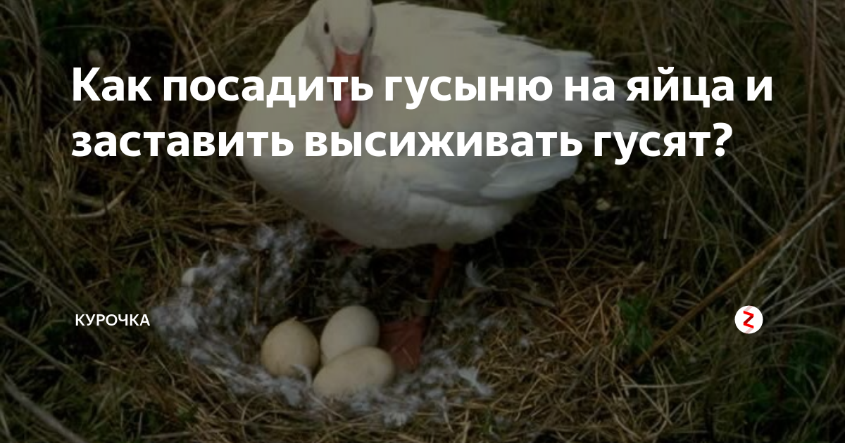 Сколько сидят гуси на яйцах