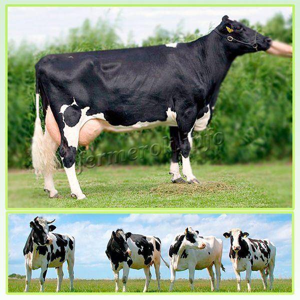 Черно пестрая порода коров – достоинства и недостатки, правила ухода.