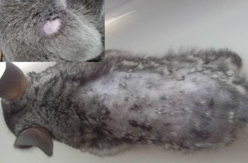 Кожные заболевания у кролика: что делать, если выпадает шерсть, лечение псороптоза и других болезней