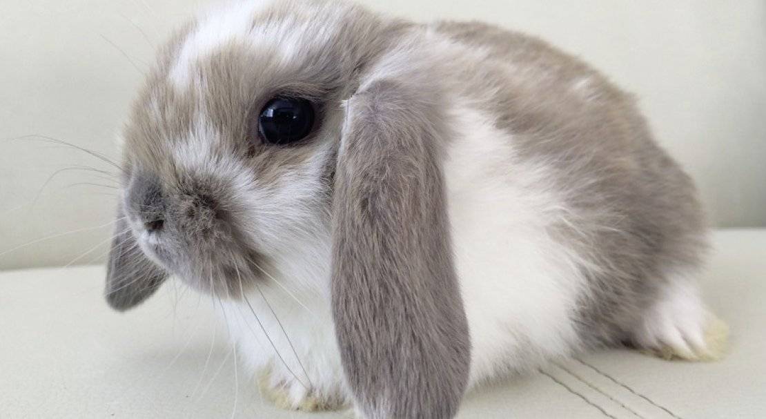 О карликовом кролике: описание породы и уход, как выбрать японского кролика
