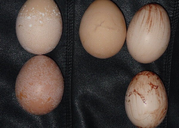 Почему куры несут маленькие яйца и что делать?