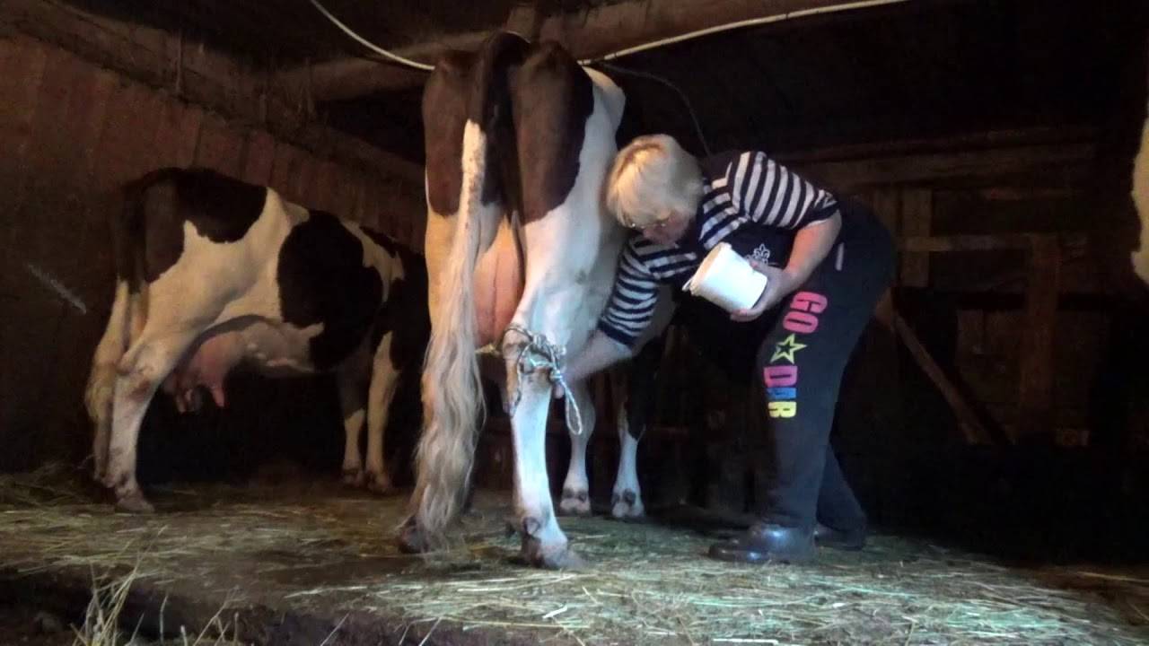 У коровы пропало молоко причины (фото и видео)