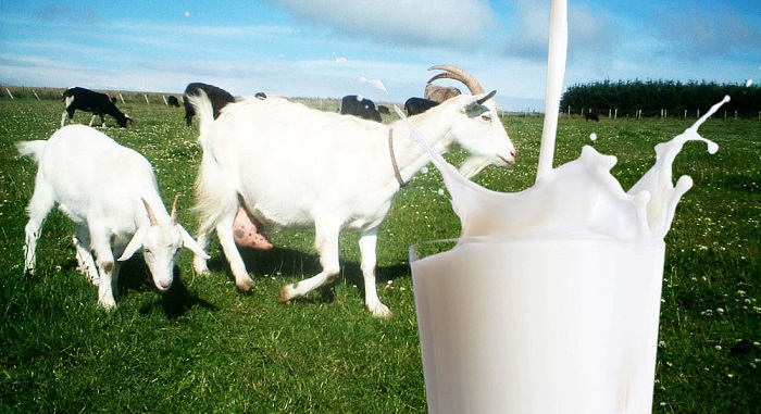 Особенности молочных пород коз