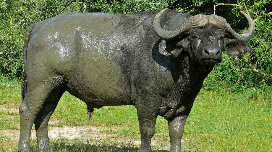 Описание пород африканских быков