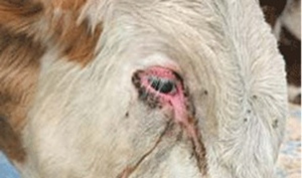 Слезятся глаза у теленка: причины и диагностика, чем лечить и профилактика