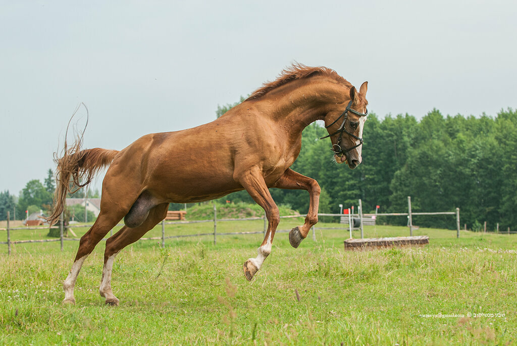 «золото степей» - в россии стартовал проект возрождения донской породы лошадей — agroxxi
