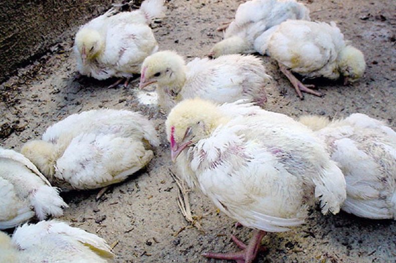 Почему дохнут цыплята бройлера: причины и их устранение