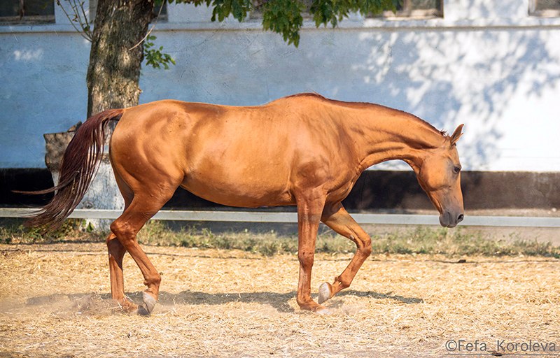 Донская порода лошадей: характеристика дончака (казачьего коня)