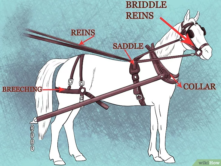 Как запрячь коня самостоятельно: подробная пошаговая инструкция
