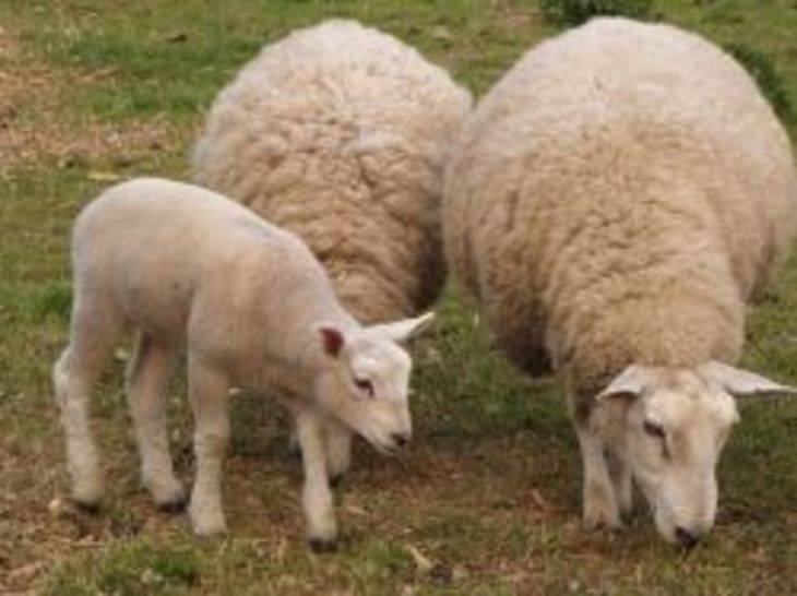 Овцеводство и козоводство россии