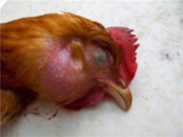 Воспаление клоаки у цыплят бройлеров