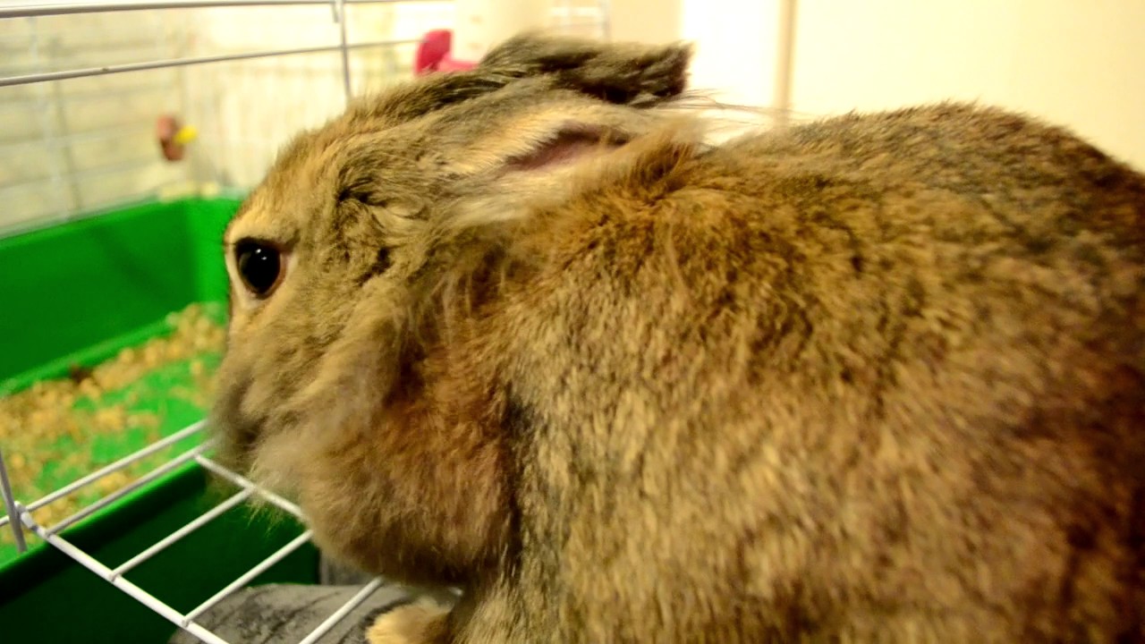 Глисты у кроликов: причины, лечение и профилактика