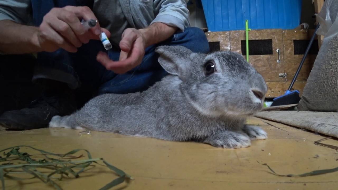 Болезни лап у кроликов, причины их возникновения и лечение 2020