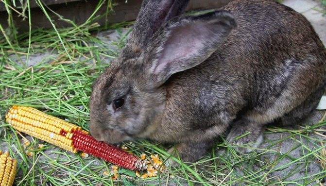 Можно ли кормить кроликов пшеницей: в каком виде и каких количествах